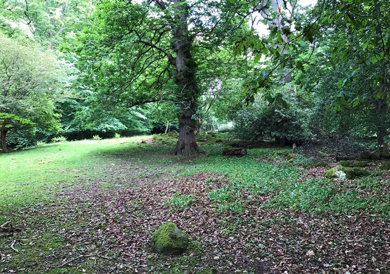 a sea of wild garlic