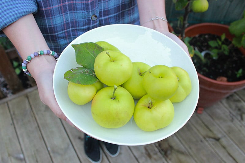 apples | ProperFoodie