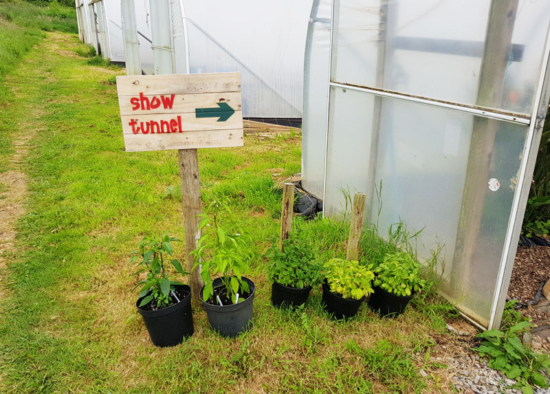 devon chilli farm show tunnel of chilli plants