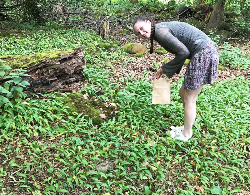 foraging for wild garlic in North Wales