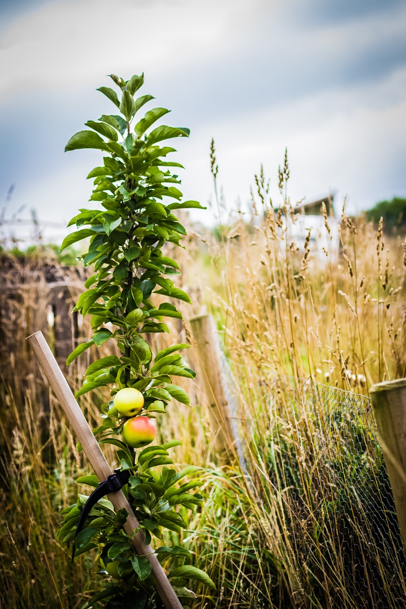 apple tree