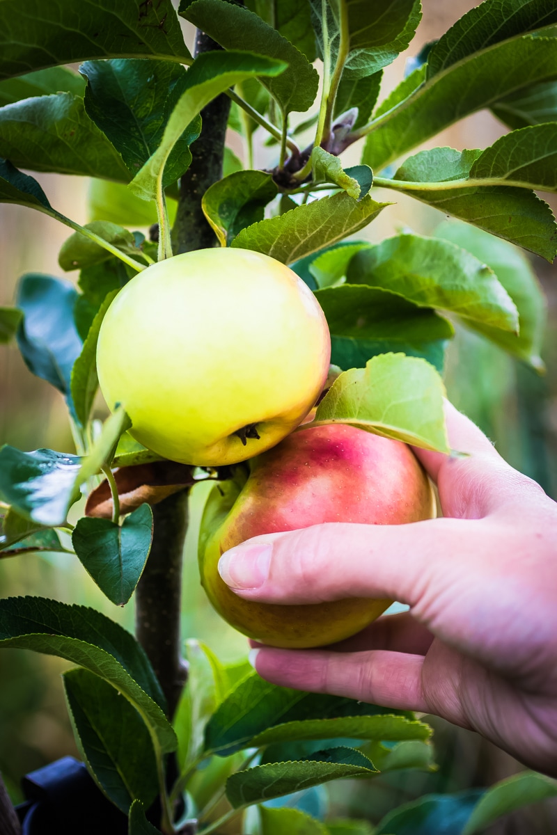 picking apples