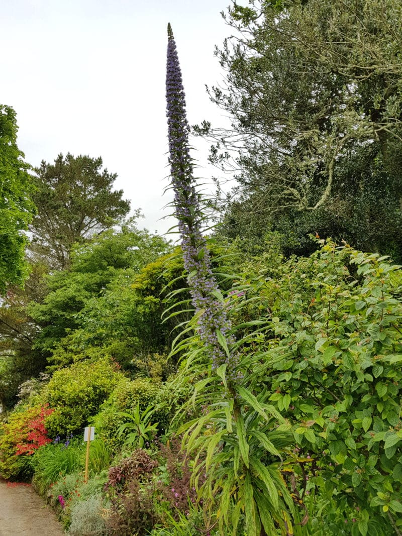 unusual plants salcombe